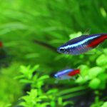 ネオンテトラの飼い方 餌の与え方から病気まで飼育のコツを解説 水草動画ブログ ネオンテトラの飼い方 餌の与え方から病気まで飼育のコツを解説 水草動画ブログ