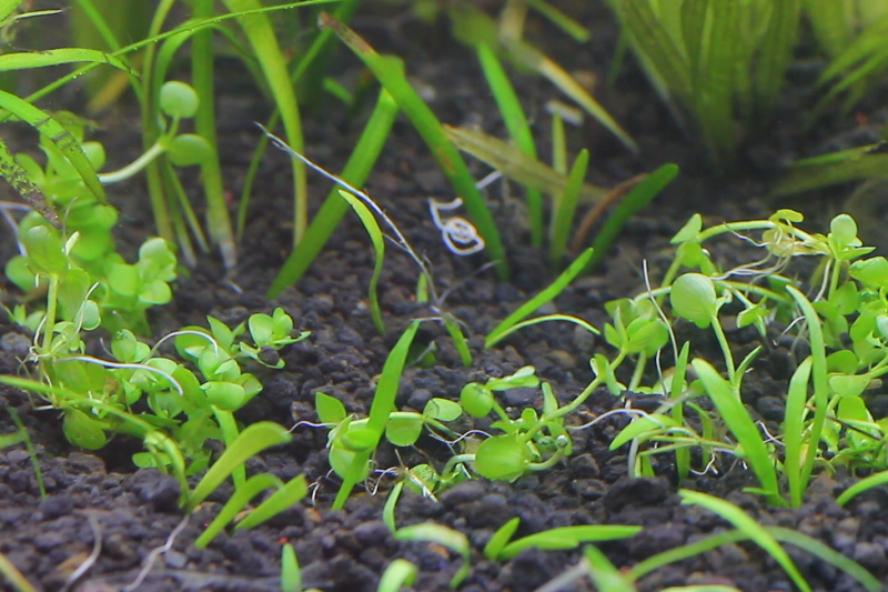 ラージパールグラス植栽直後