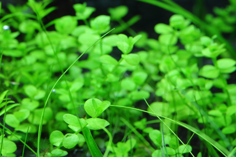 植栽から8日