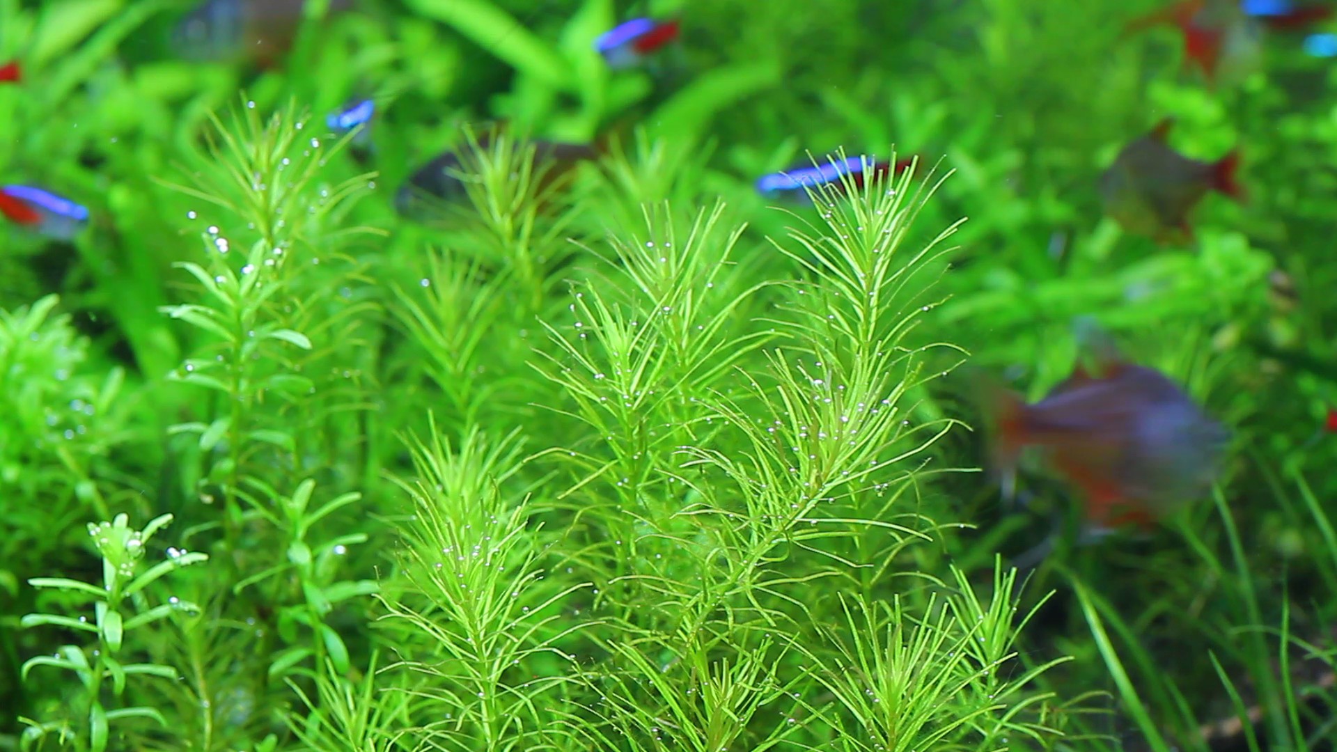 水草への影響