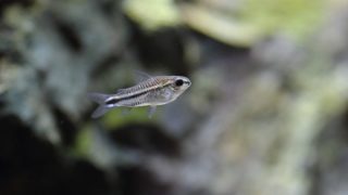 【動画付き】コリドラスピグミー　チビコリの種類の紹介