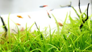 ピグミーチェーンサジタリア