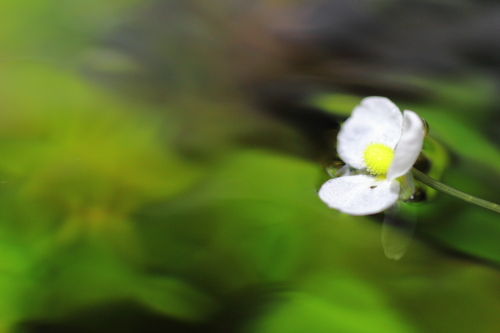 ピグミーチェーンサジタリアの花