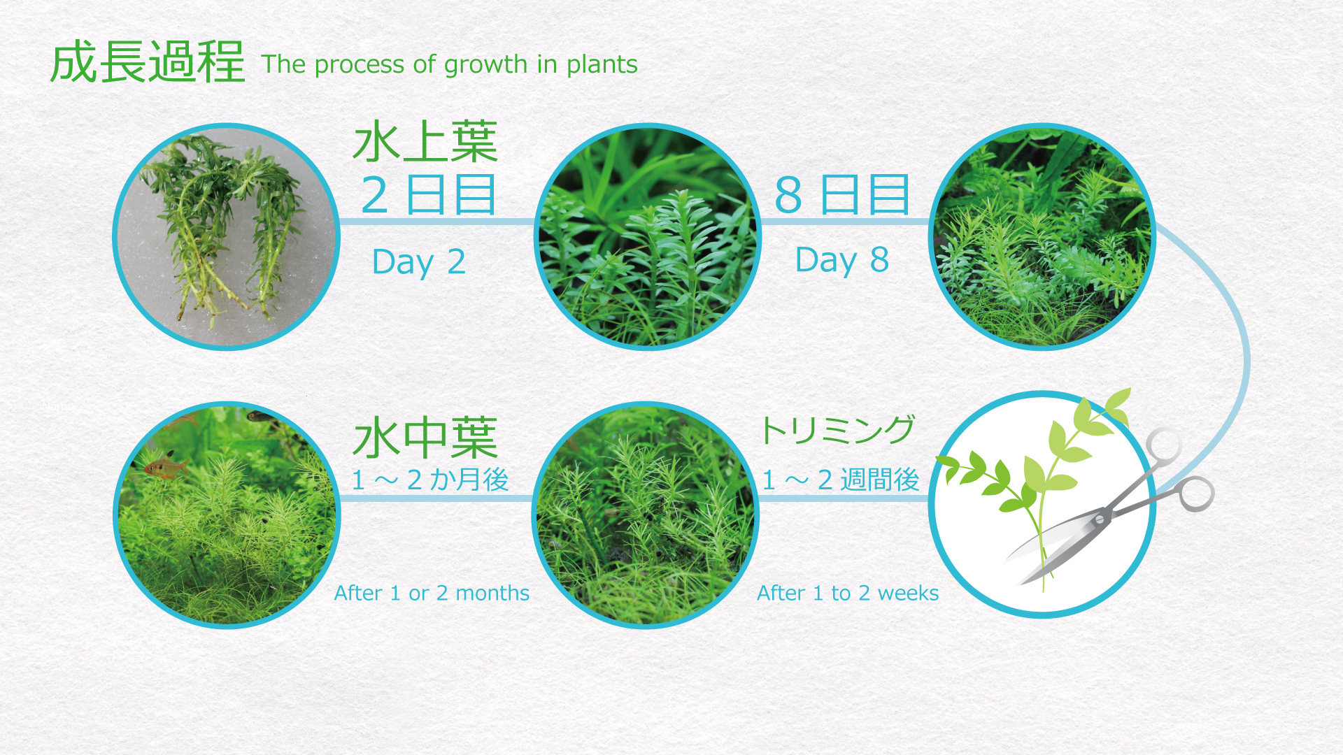 成長過程