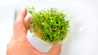 石組み草原レイアウト　水草紹介編