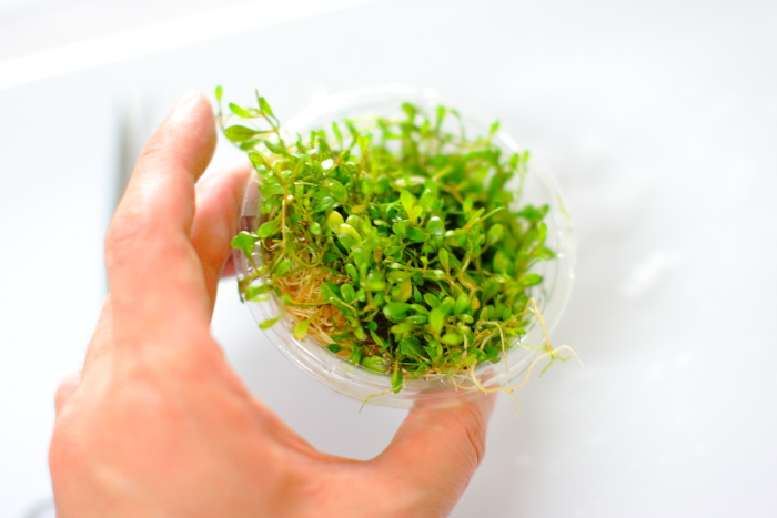 石組み草原レイアウト 水草紹介編