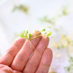 グロッソスティグマ植栽用に小分けする