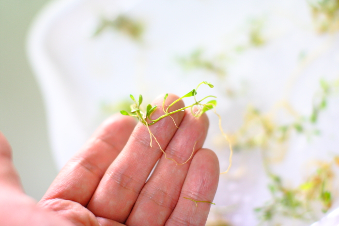 グロッソスティグマ植栽用に小分けする