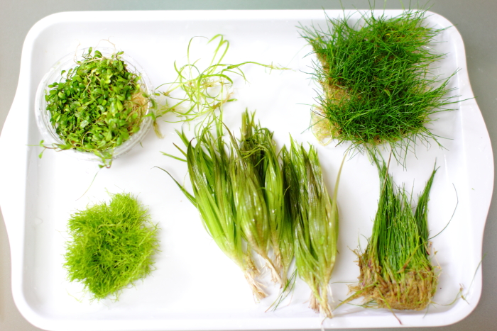 植栽する水草６種類