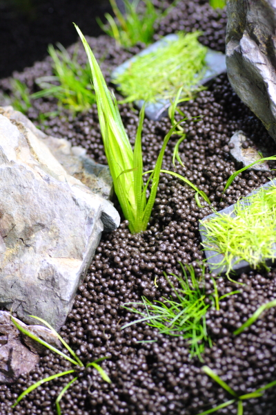 中景にブリクサショートリーフを植栽する