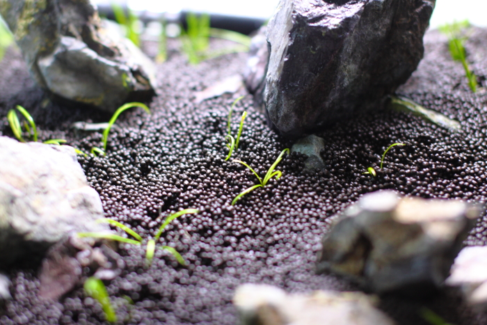 中景から前景にかけてテネルスを植栽する