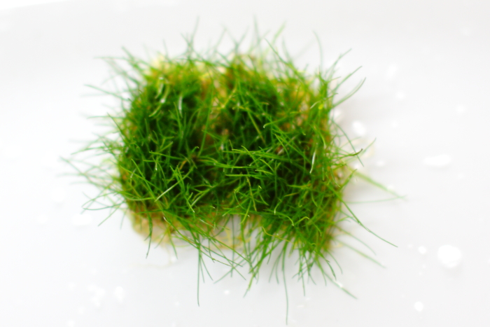 5 ヘアーグラス ショート 水上葉 土付き ３０ｃｍ水槽用 無農薬 １シート分 水草動画ブログ