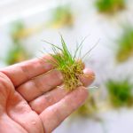 ショートヘアーグラス小分けにする