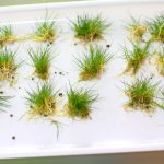 ショートヘアーグラス小分けにする