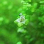 ラージパールグラスの白化