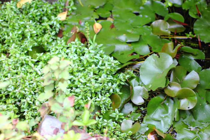 家の池の水草の群生２