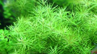 水草の肥料不足について