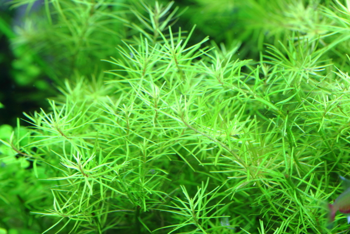 水草の肥料不足について