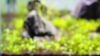 石組み草原レイアウト
