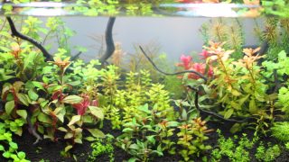 成長の早い水草 赤系3種類を紹介