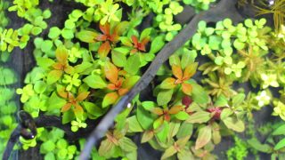 成長の遅い有茎草