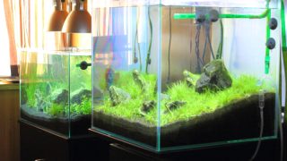 水草水槽の定期水替え