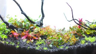 水草水槽をレイアウトを作る2
