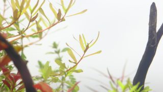 立ち上げて１週目のトリミング
