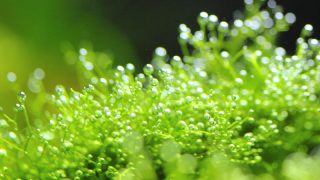 ＣＯ２大型ボンベとレギュレーター