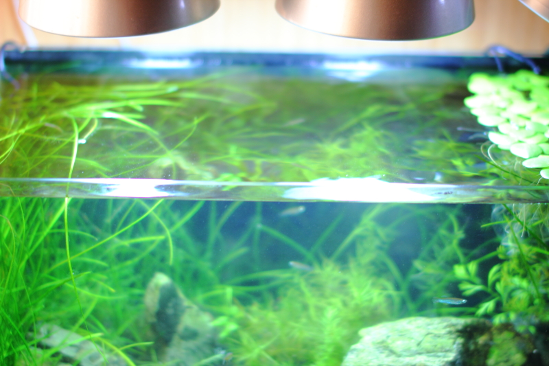 60㎝規格水槽水替え後
