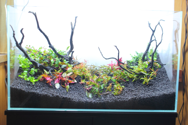 22種類の水草でレイアウトを作る