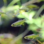 ミクロラスボラブルーネオン 投入から69日目
