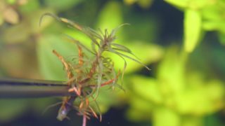 水草が溶けるようにして枯れる原因