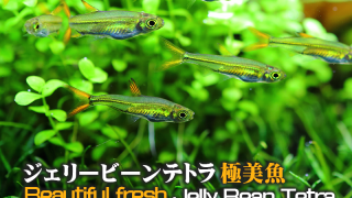 ジェリービーンテトラ 水草水槽で群れで泳ぐ姿が美しい小型美魚