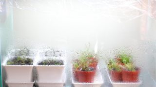 ミスト式で水草ストック計画 2週目
