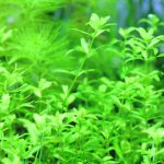 植栽14日目