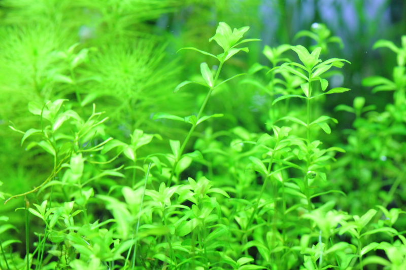 植栽14日目