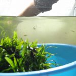 水槽内の水草や器具を取り除く