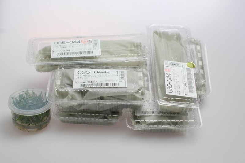 新しく植栽する8種類の水草