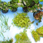 レイアウトに使う8種類の水草