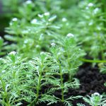 植栽1日目