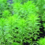 植栽から7日目