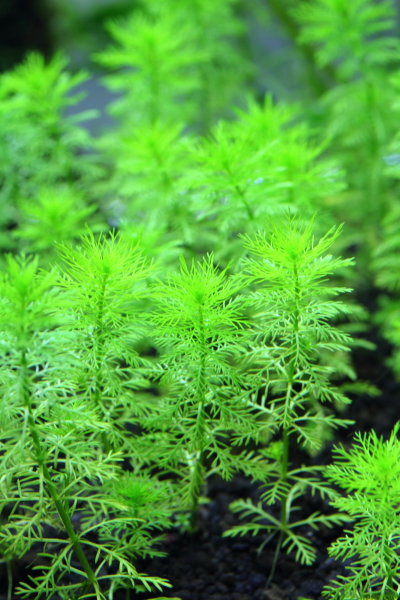 植栽から7日目