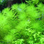 植栽から14日目