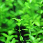 植栽7日目2