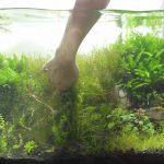 水草を抜いていく