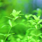 植栽14日目