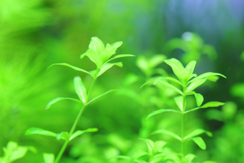 植栽14日目