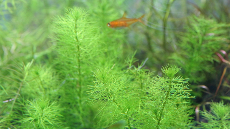 植栽1日目