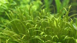ブリクサショートリーフ